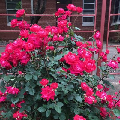 Blooming roses at Murdoch Center