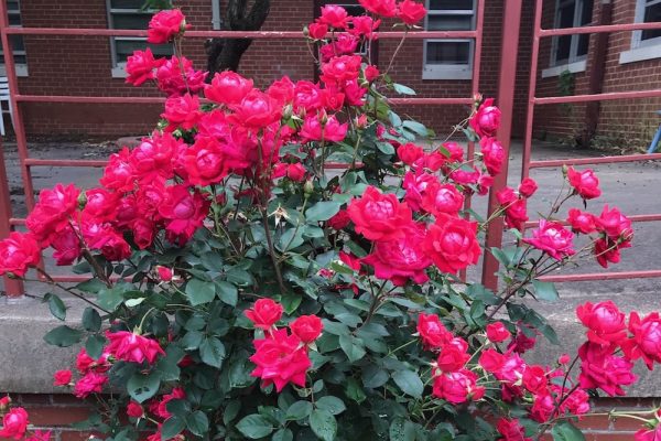 roses Blooming roses at Murdoch Center