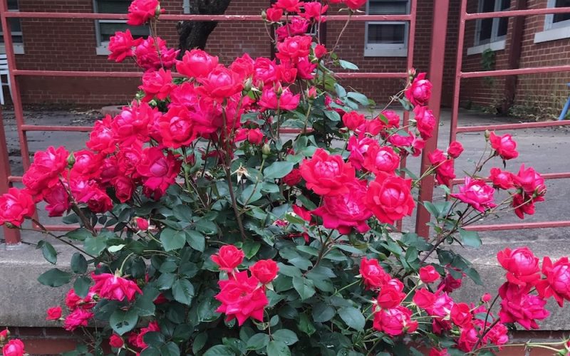 roses Blooming roses at Murdoch Center