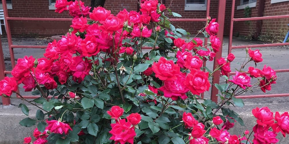 Blooming roses at Murdoch Center